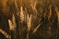 Field meadow herb and plants in sunset light. Beautiful rural scene close-up landscape nature. Grass with selective focus blur Royalty Free Stock Photo