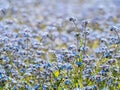 Field or meadow with Myosotis sylvatica, the wood forget-me-not or woodland forget-me-not small blue flowers Royalty Free Stock Photo