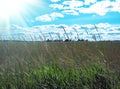 Field meadow, tall green color grass under blue sky, white clouds, sunny day. Summer, nature concept Royalty Free Stock Photo