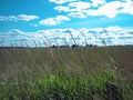 Field meadow, tall green color grass under blue sky, white clouds, sunny day. Summer, nature concept Royalty Free Stock Photo