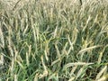 Field, meadow, triticale, triticale cultivation in the countryside Royalty Free Stock Photo