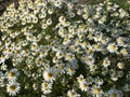 Field of medicinal chamomile flowers