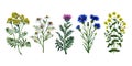 Field medicinal flowers. Chamomile, cornflower and tansy, leucea and St. John's wort. Watercolor illustration, hand