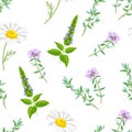 Field medicinal herbs and flowers seamless pattern. Royalty Free Stock Photo