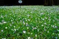 Field of messengers of spring