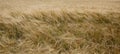 British Barley Field in Strong Winds Royalty Free Stock Photo