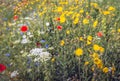 Field milk thistle and other wildflowers together Royalty Free Stock Photo