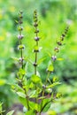 Field mint or wild Mint lat. Mentha arvensis Royalty Free Stock Photo