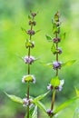 Field mint or wild Mint lat. Mentha arvensis Royalty Free Stock Photo