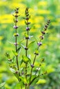 Field mint or wild Mint lat. Mentha arvensis Royalty Free Stock Photo