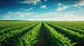 field monoculture crop farm Royalty Free Stock Photo