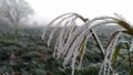 Field in the morning in Germany. Grass in hoarfrost Royalty Free Stock Photo