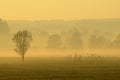 Field in morning mist