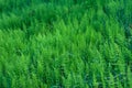 field of motley green plains with a bluish grass growing between them