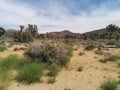 Field, mountains, Joshua trees and sky