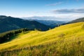 Field in the mountains. Summer forest in mountains. Natural summer landscape. Meadow with flowers in mountains. Rural landscape.