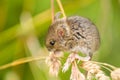 Field mouse