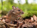 Field Mouse (Apodemus sylvaticus) praying Royalty Free Stock Photo