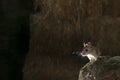 Field mouse, Apodemus sylvaticus Royalty Free Stock Photo