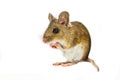 Field Mouse in begging position on white background Royalty Free Stock Photo