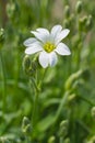 Field mouse-ear Royalty Free Stock Photo