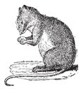 Field Mouse or Muridae, vintage engraving Royalty Free Stock Photo