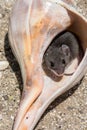 A field mouse, peromyscus maniculatus, hiding in a conch shell.