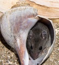 A field mouse, peromyscus maniculatus, hiding in a conch shell.