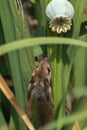 Field mouse searching for food Royalty Free Stock Photo