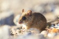 Field mouse sitting among the rocks