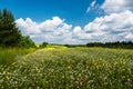 Field of mouth surrounded by trees on beautiful, sunny day. Blue sky full of clouds. Small, white, yellow and red flowers Royalty Free Stock Photo