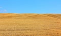 The field of mown wheat