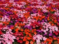 A Field of muiti-colored beautiful flowers