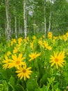 Field Of Mule`s Ear Sunflowers With Aspen Trees In Background