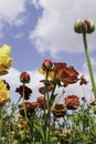 A field with multi-colored garden buttercups against a sky with clouds. Royalty Free Stock Photo