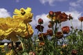 A field with multi-colored garden buttercups against a sky with clouds. Royalty Free Stock Photo