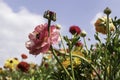 A field with multi-colored garden buttercups against a sky with clouds. Royalty Free Stock Photo