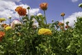 A field with multi-colored garden buttercups against a sky with clouds. Royalty Free Stock Photo