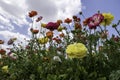 A field with multi-colored garden buttercups against a sky with clouds. Royalty Free Stock Photo