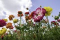 A field with multi-colored garden buttercups against a sky with clouds. Royalty Free Stock Photo