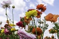 A field with multi-colored garden buttercups against a sky with clouds. Royalty Free Stock Photo