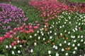 A Field of multi colored tulips Royalty Free Stock Photo