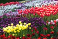 Field of multi-colored tulips