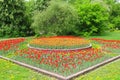 A field of multi-colored tulips. Tulips bloom in the city park. Many beautiful spring flowers Royalty Free Stock Photo