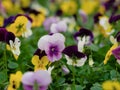 A field of multi colored yellow and purple pansy flowers with gr