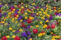 Field of multi-colored yellow, violet, red flowers Royalty Free Stock Photo