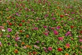 Field with multi coloured bloom flowers of zinnia Flower in the North park Royalty Free Stock Photo