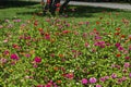 Field with multi coloured bloom flowers of zinnia Flower in the North park Royalty Free Stock Photo