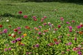 Field with multi coloured bloom flowers of zinnia Flower in the North park Royalty Free Stock Photo