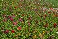 Field with multi coloured bloom flowers of zinnia Flower in the North park Royalty Free Stock Photo